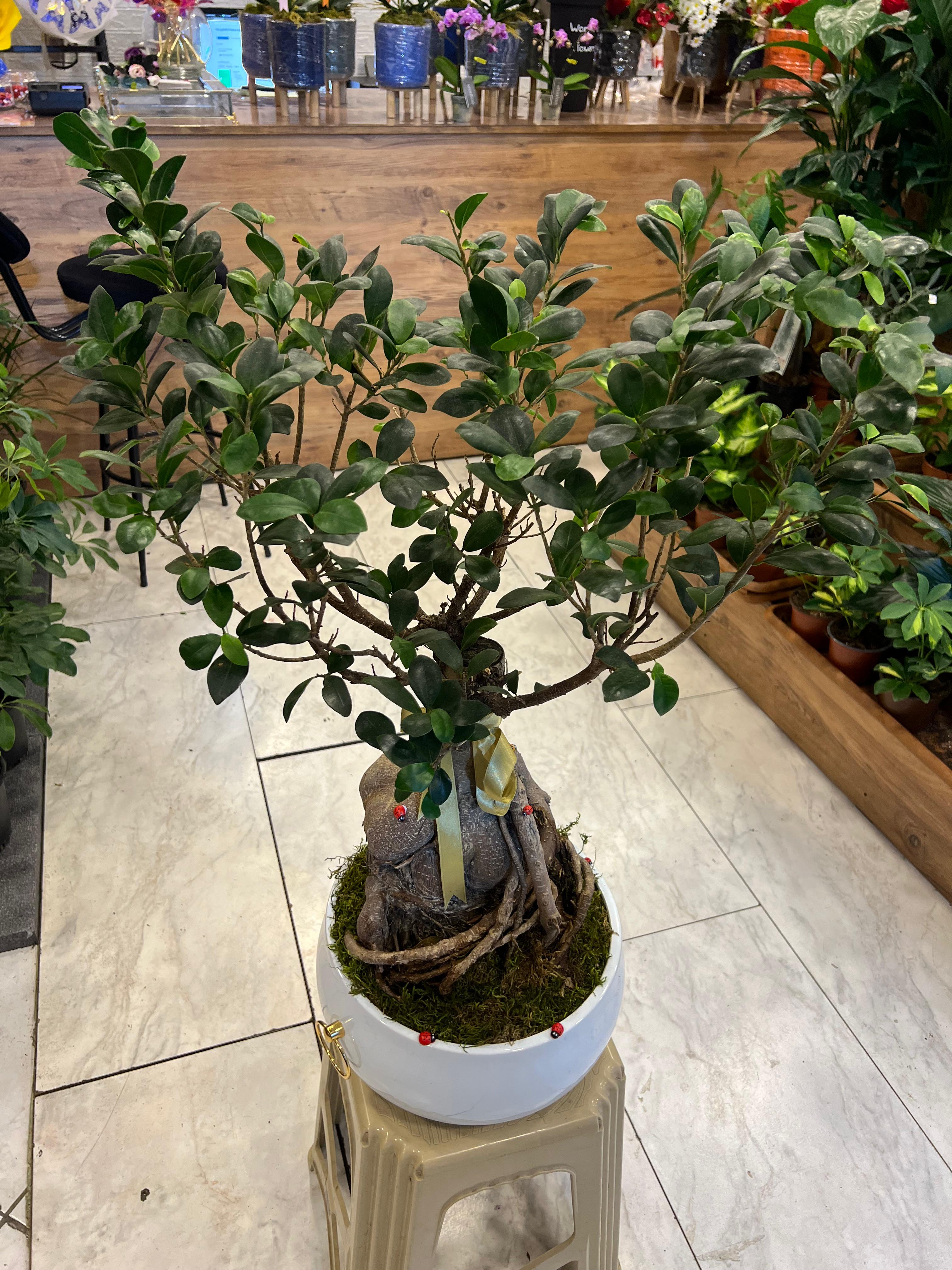 Çok Yıllık Bonsaİ Ağacı