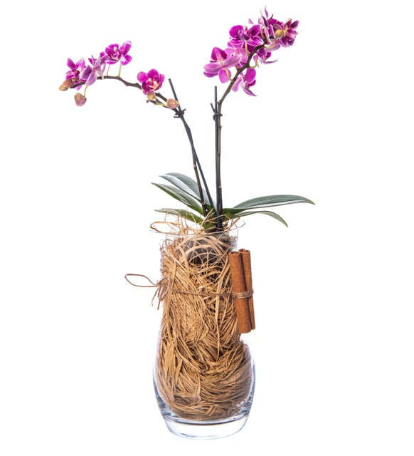 Mini Mor Orkide - Paşabahçe Vazoda