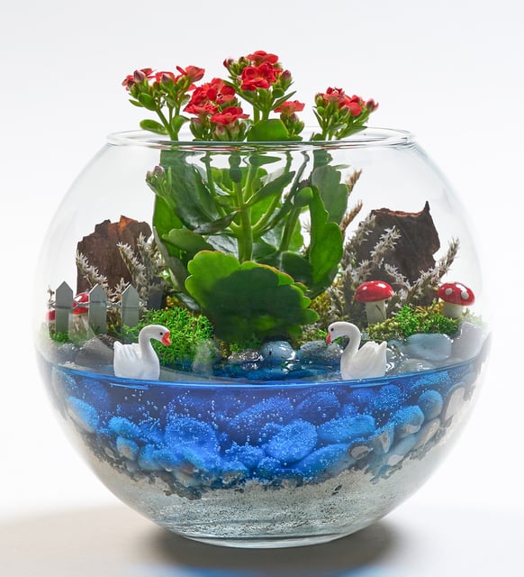 Cam Fanusta Kırmızı Kalanchoe Tasarım Teraryum