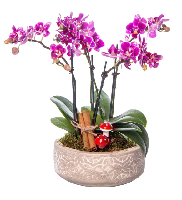 Beton Eskitme Saksıda 4 Dal Mini Orkide