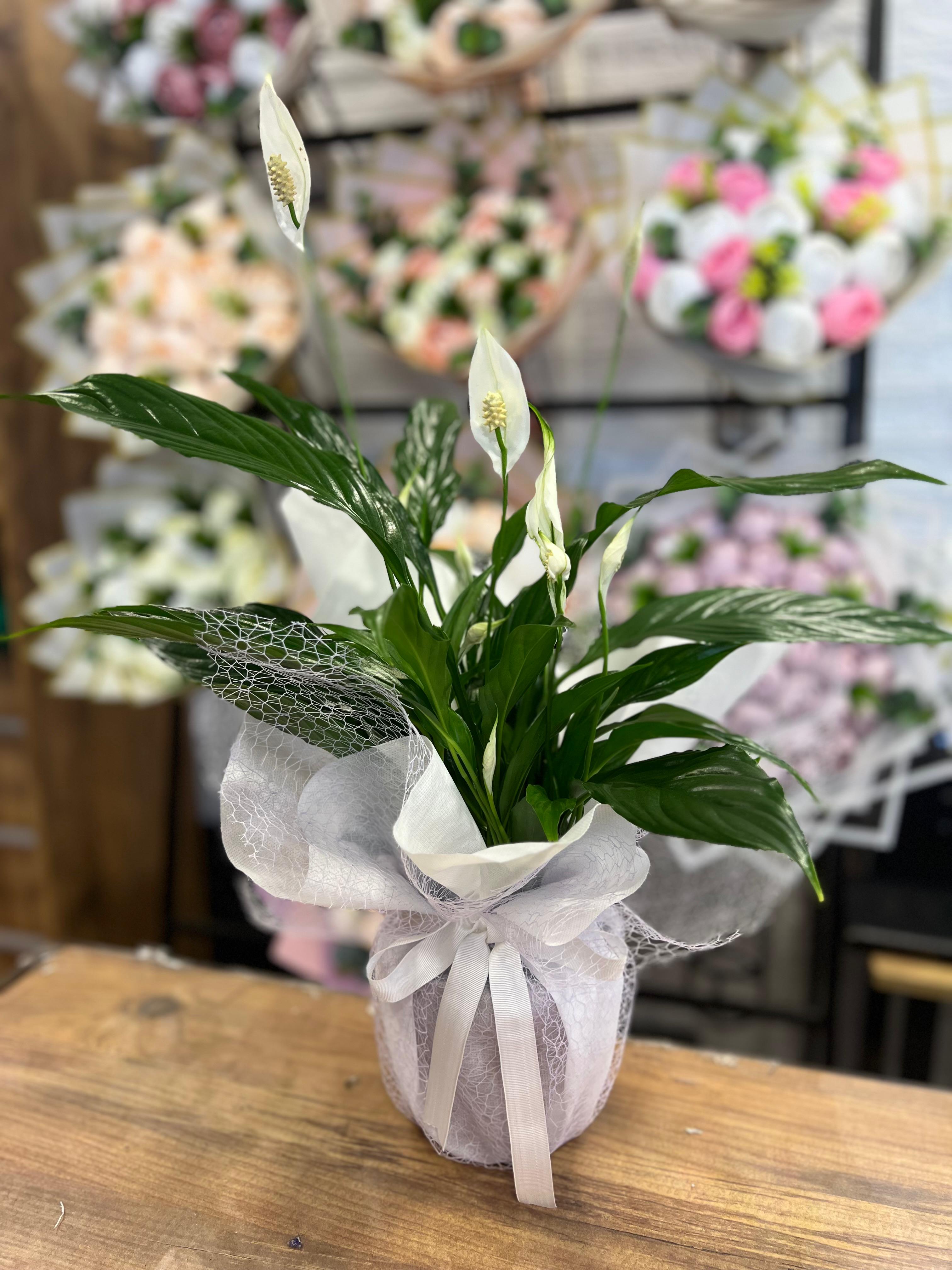 Barış Çiçeği - Spatyum