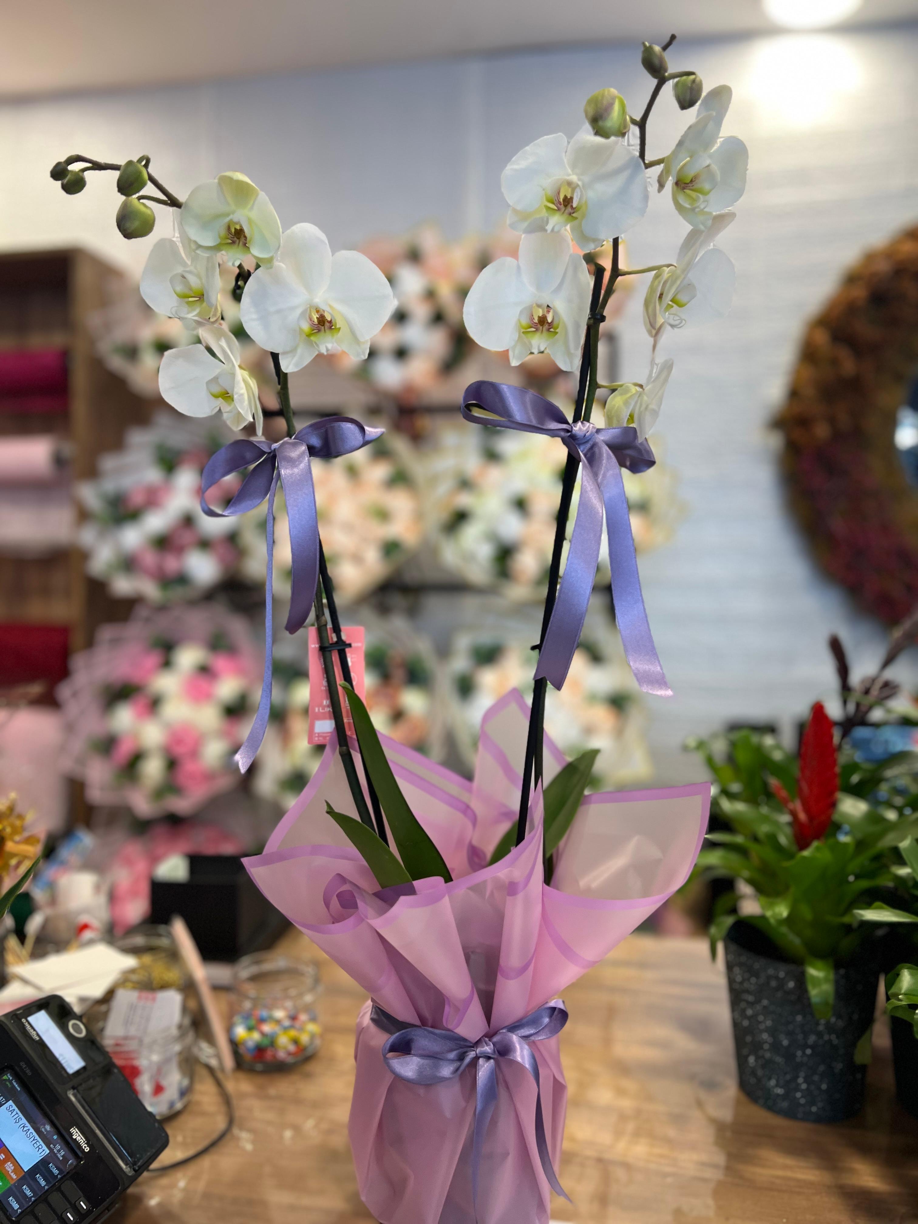 İthal Çiftli Beyaz Orkide