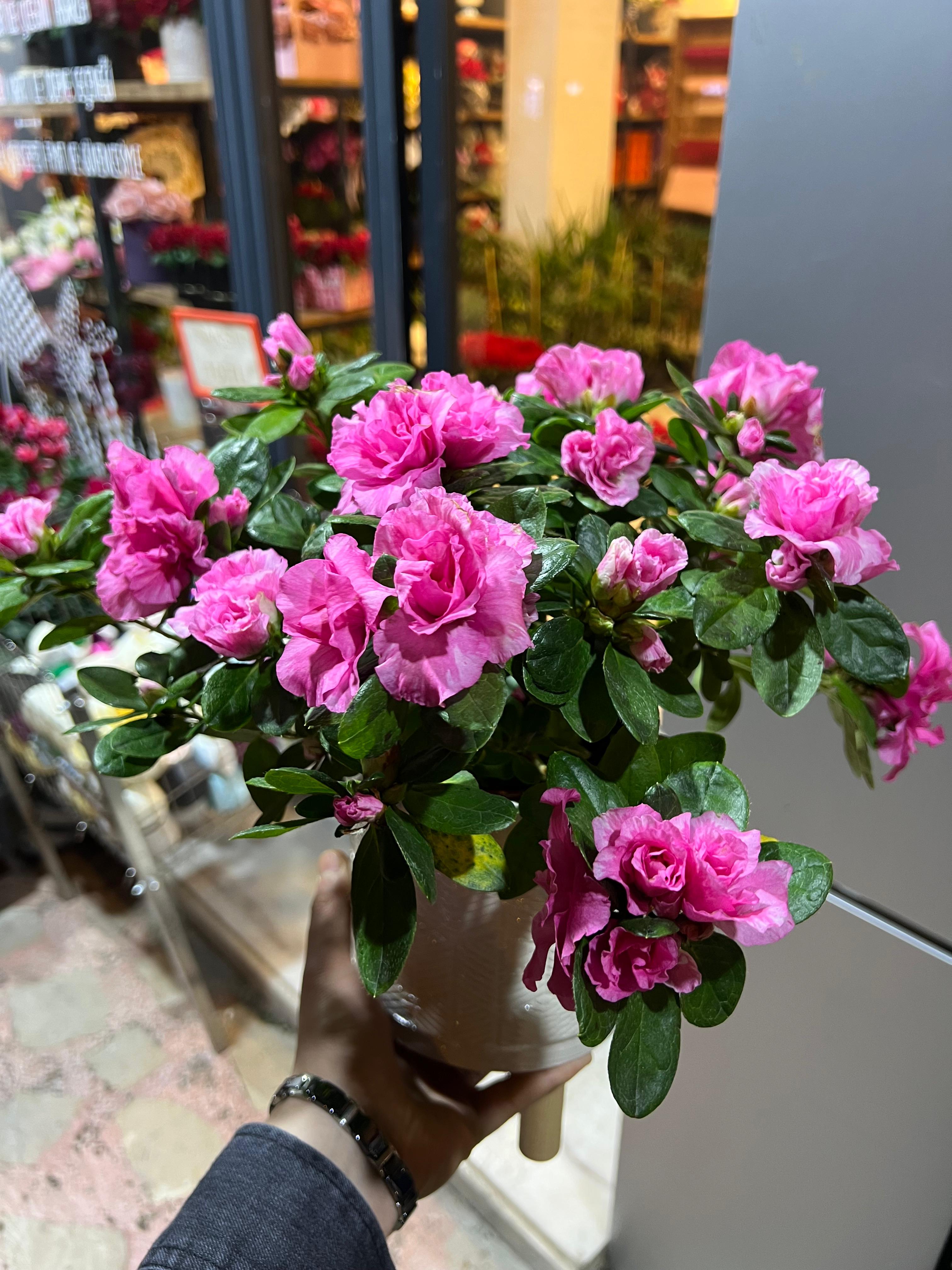 Ayaklı saksıda Vip açelya