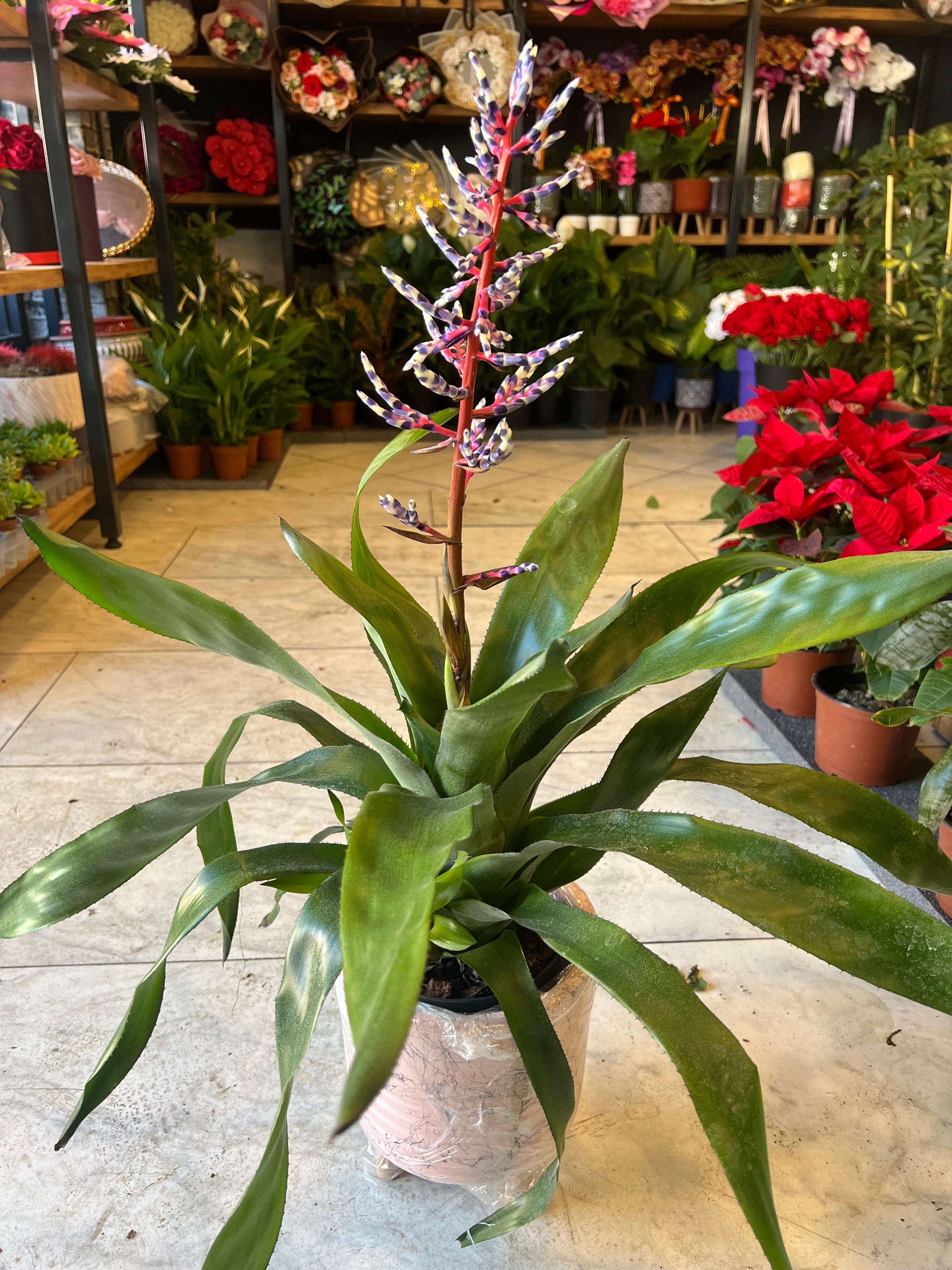 Aechmea Blue Rain (Eşmeya Bitkisi) Large