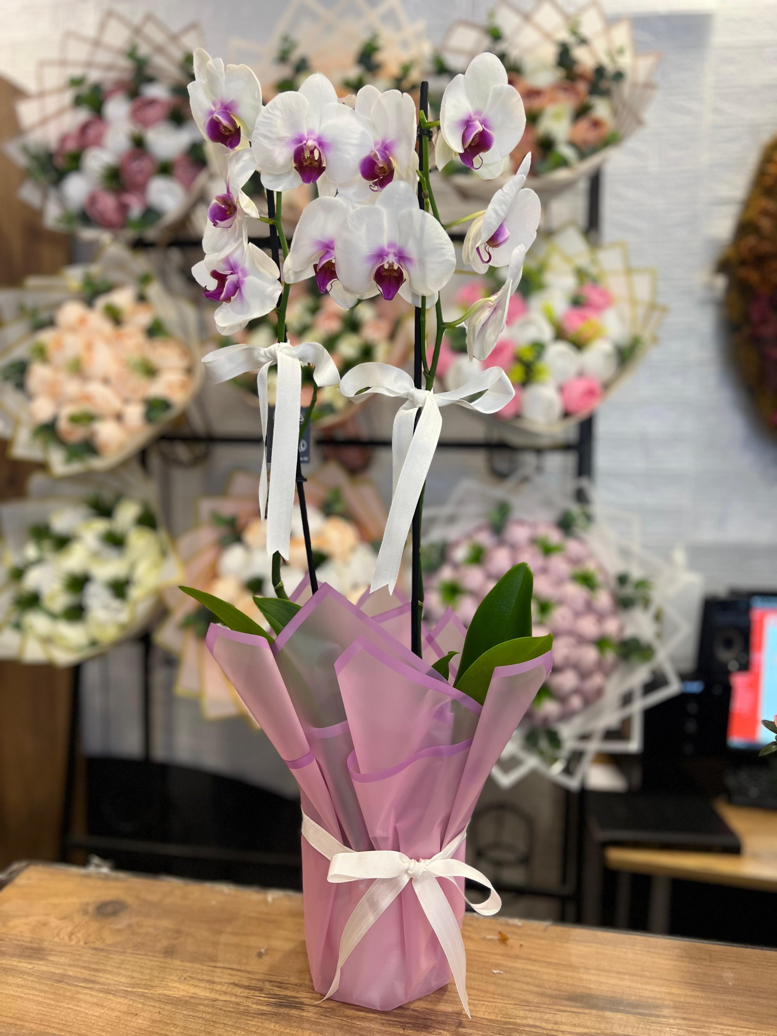 Çift Dal Like Orkide