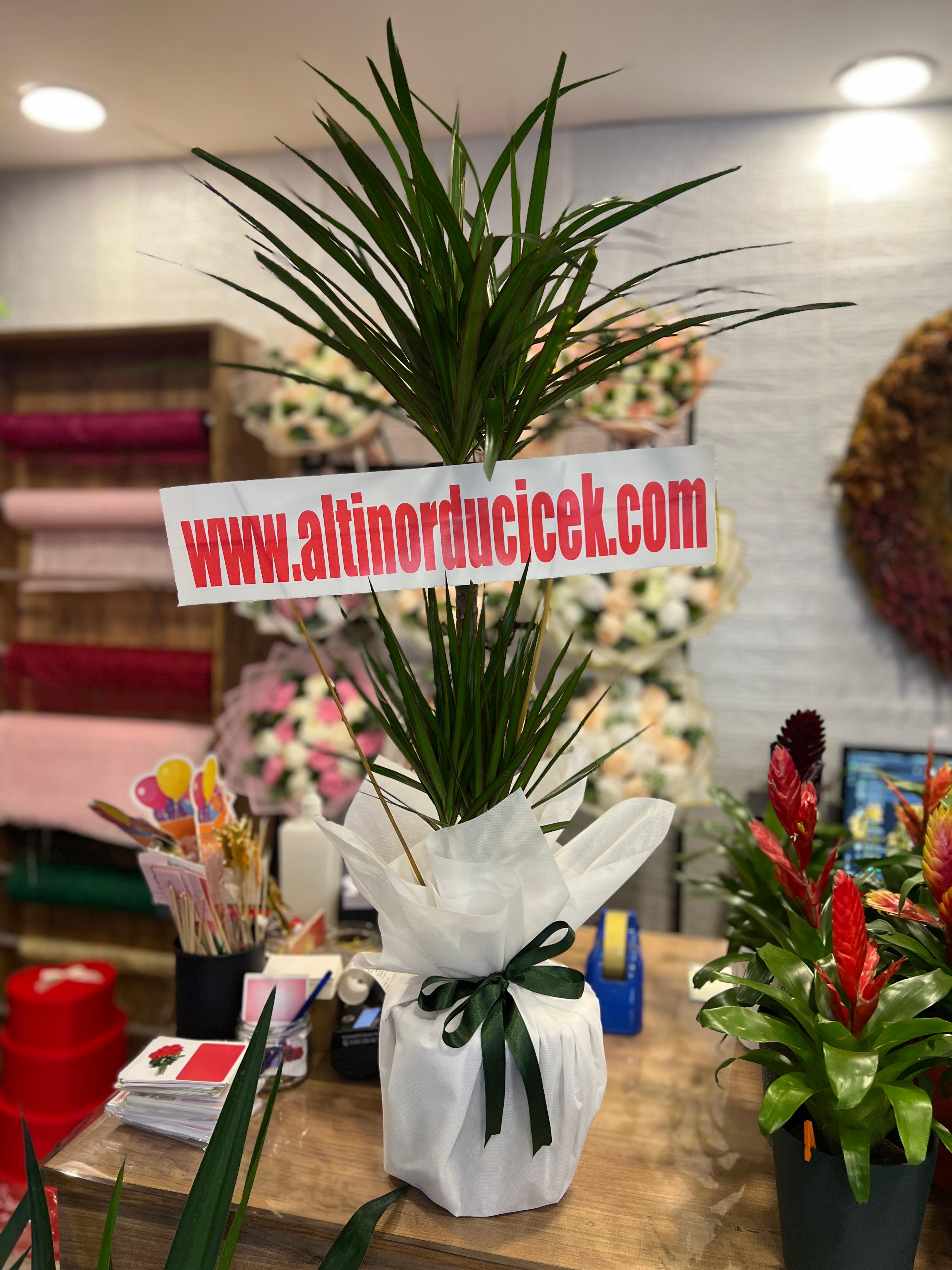 2'Li Marginata Bitkisi