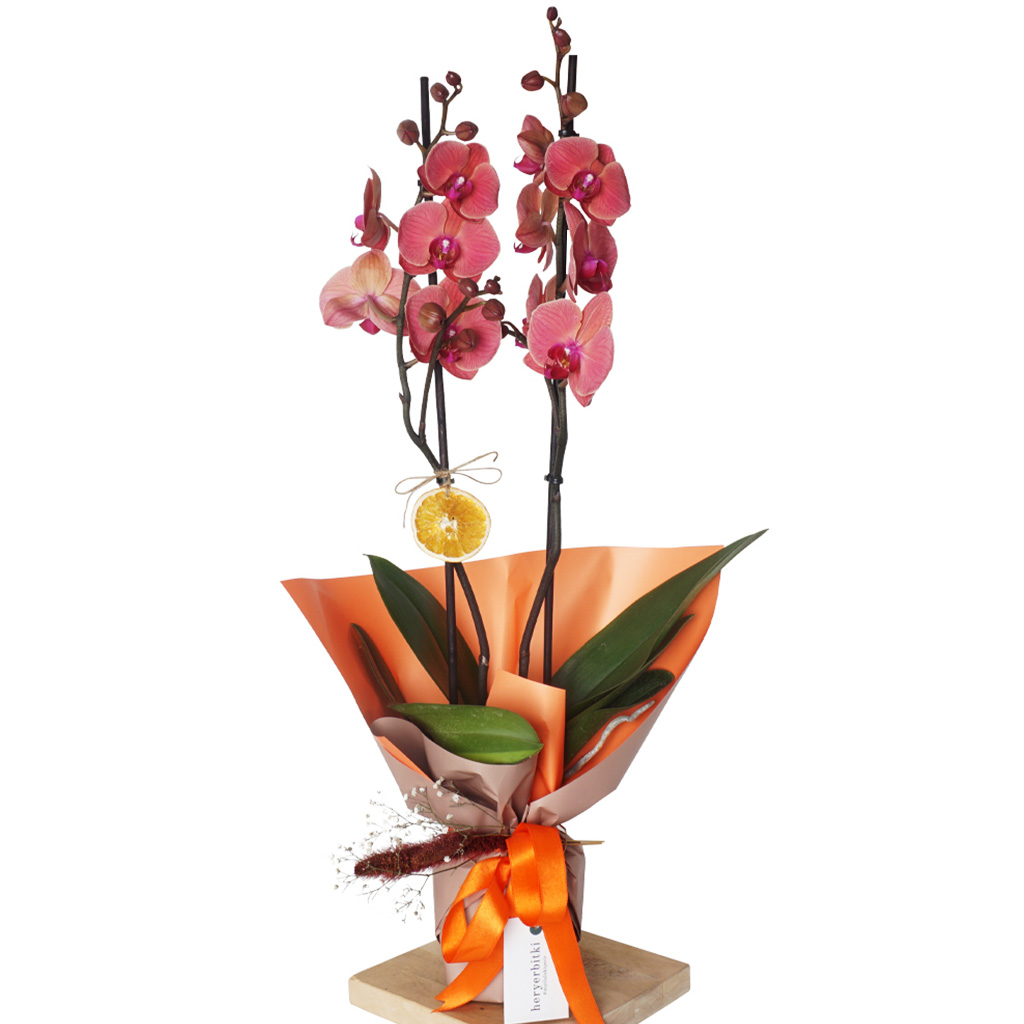 Phalaenopsis Coral Orchid Gift (Ateş Orkide)
