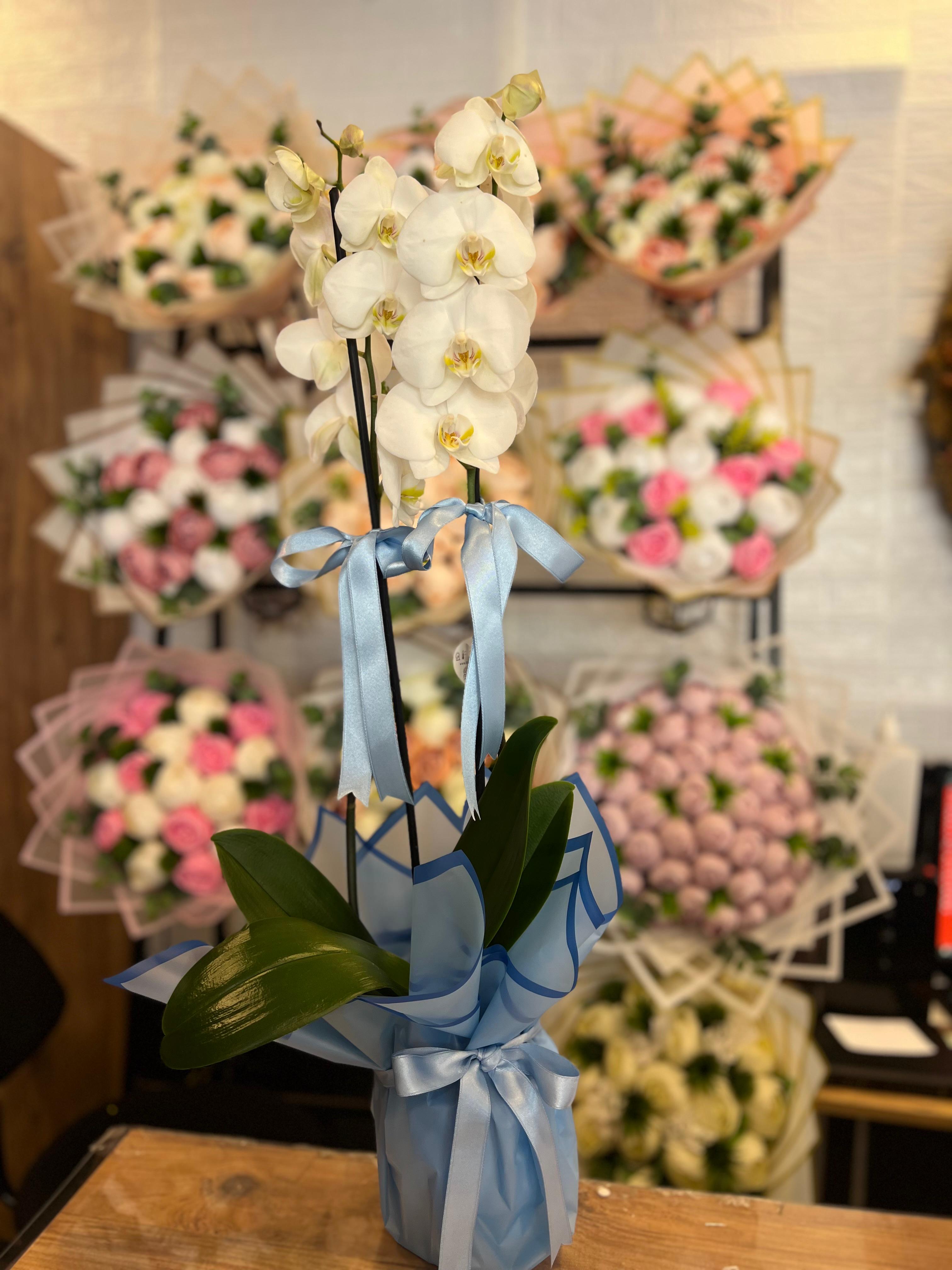 Mavi Süslemeli İthal Çift Dal Beyaz Orkide