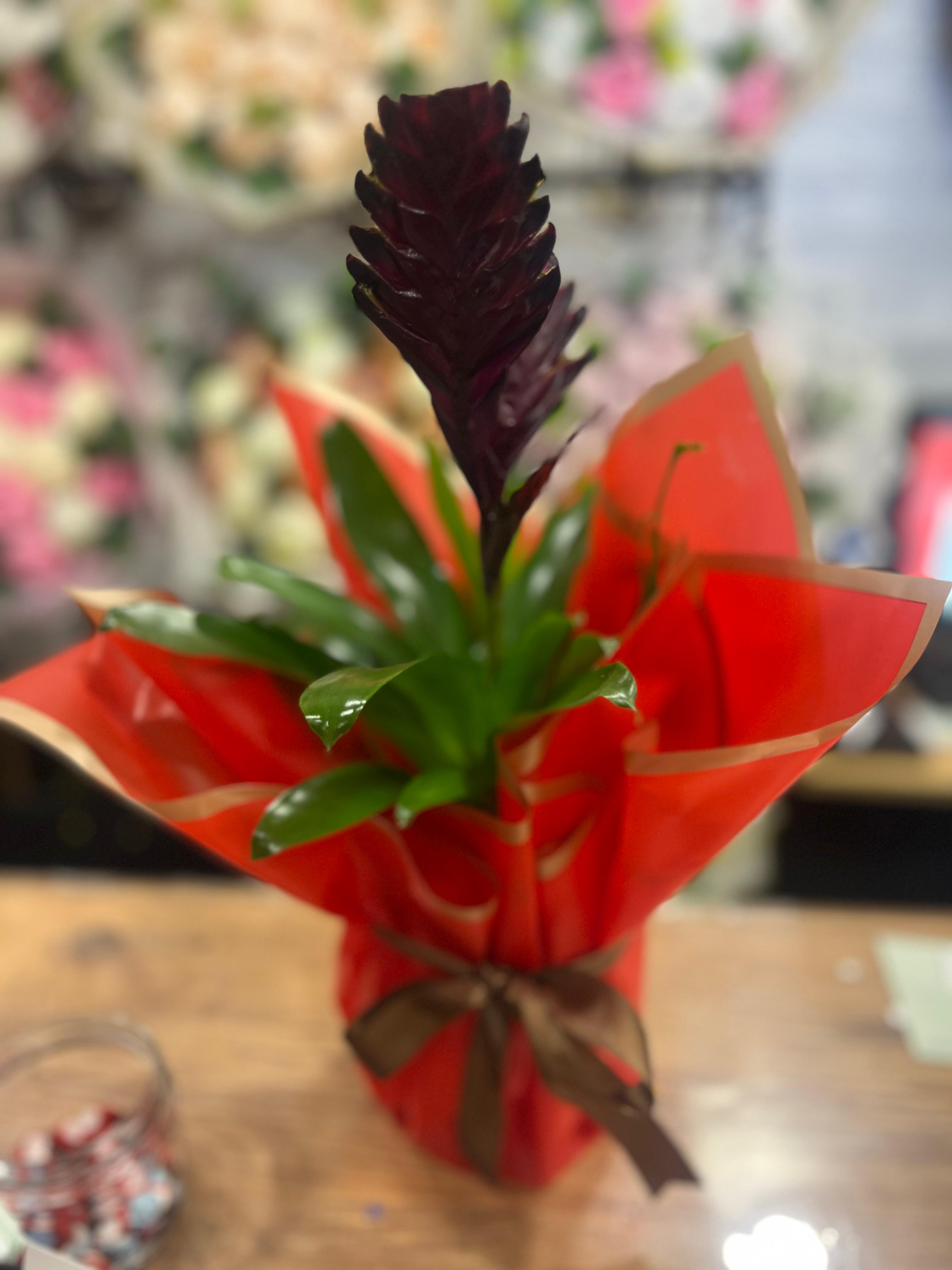 Alev Kılıç Çiçeği