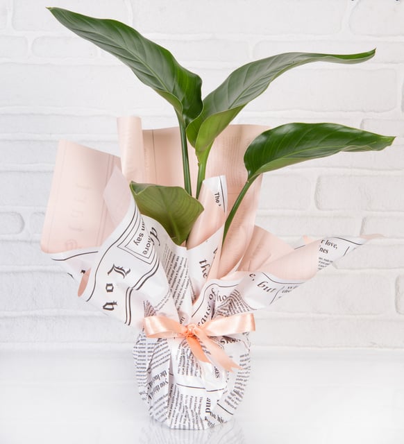 Starliçe (Çiçeksiz)