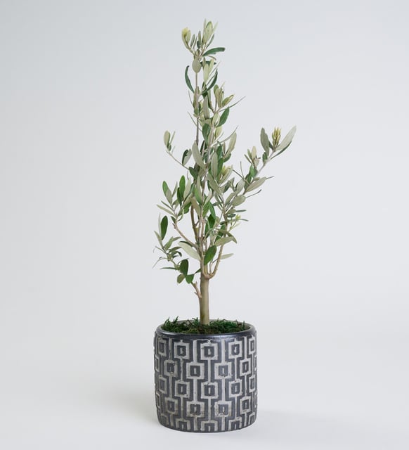 Kare Desenli Gri Beton Saksıda Zeytin Ağacı Bonsai