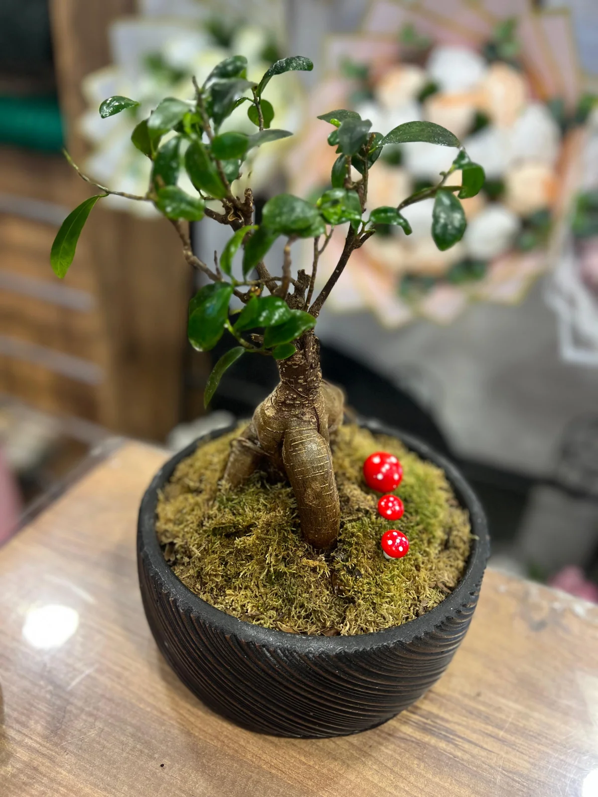Canlı Bonsai